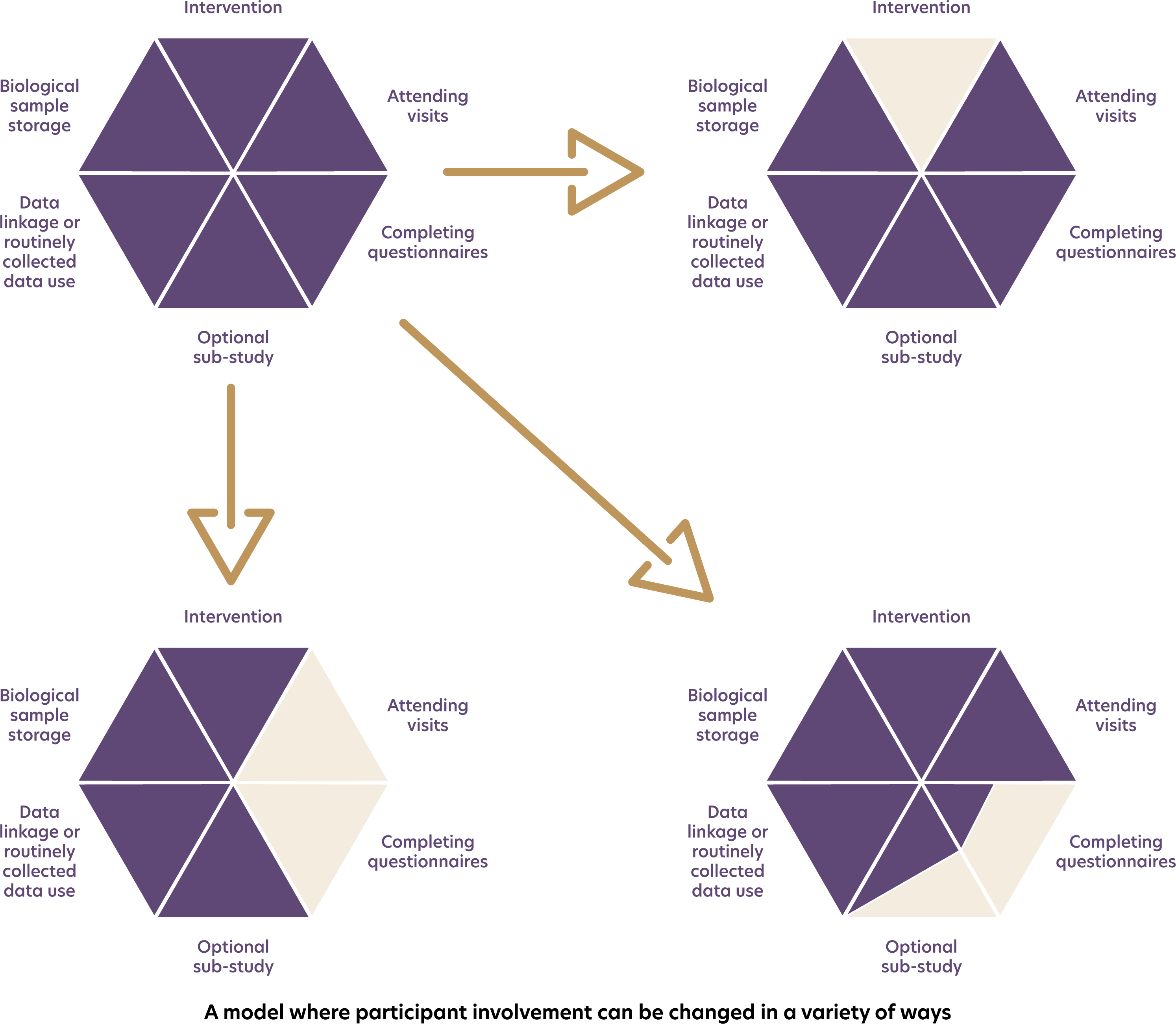 A model where participant involvement can be changed in a variety of ways: for example, a participant chooses to halt the intervention but continue with all other parts of the study; or they continue receiving the intervention and being involved in aspects such as data linkage and biological sample storage but they no longer attend visits or complete questions; or they withdraw partially from some aspects of the study but maintain some involvement with all of them, such as completing only some questionnaires.